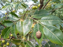 Solenosthedium chinense