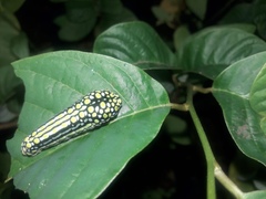 Mimoides thymbraeus thymbraeus