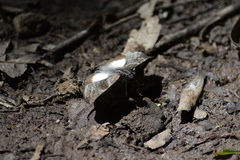 Theagenes aegides