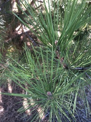 Pinus muricata