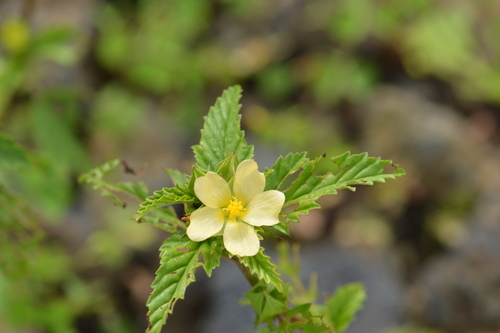 Malvastrum coromandelianum observed 2018-10-01