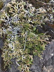Selaginella wallacei image
