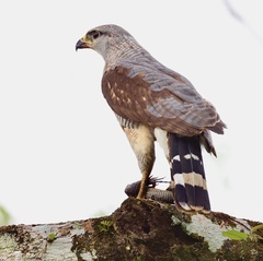 Buteo nitidus image