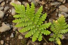 Sadleria