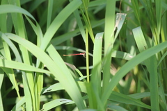Agriocnemis femina oryzae