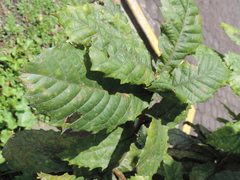 Quercus insignis