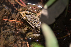 Lithobates neovolcanicus
