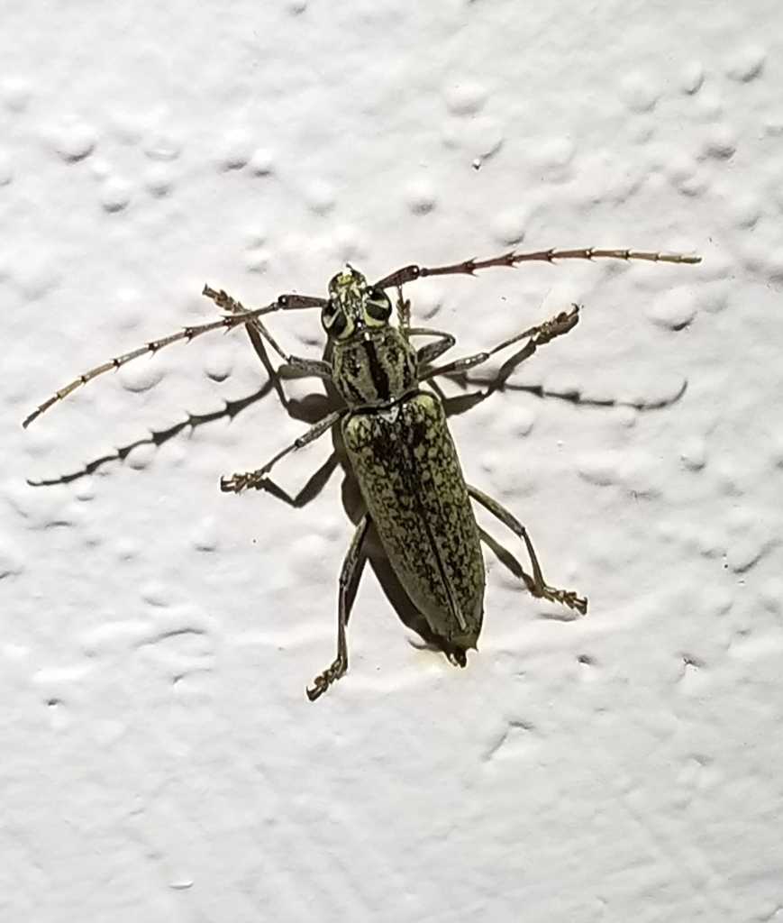 Elaphidion manni