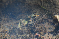 Lithobates neovolcanicus