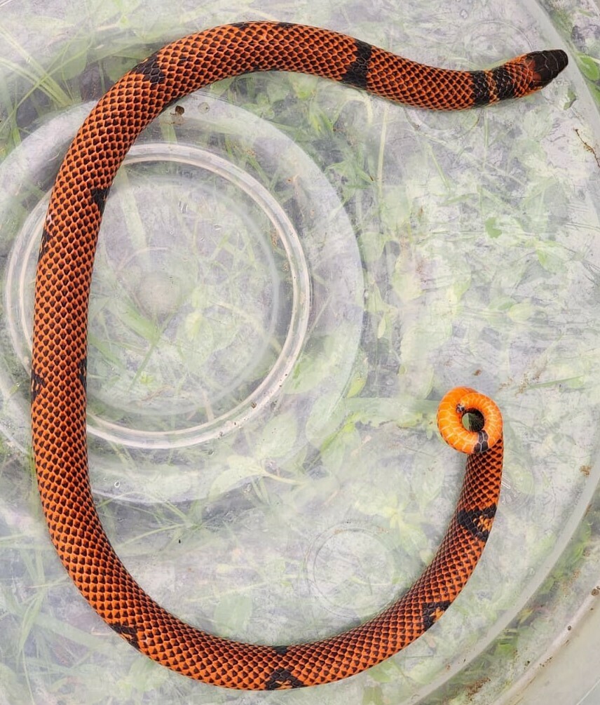 Black Ground Snake