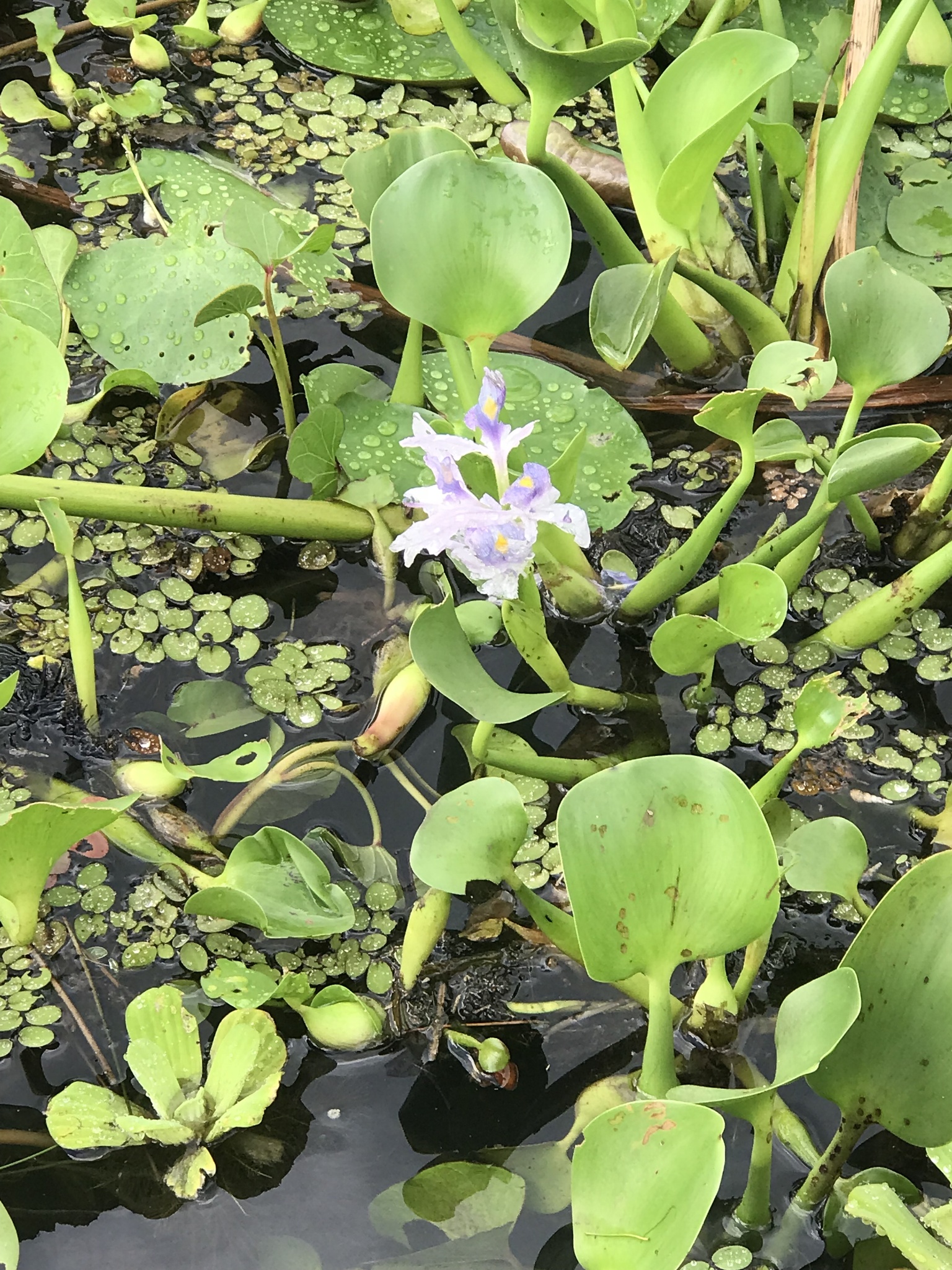 Pontederia crassipes