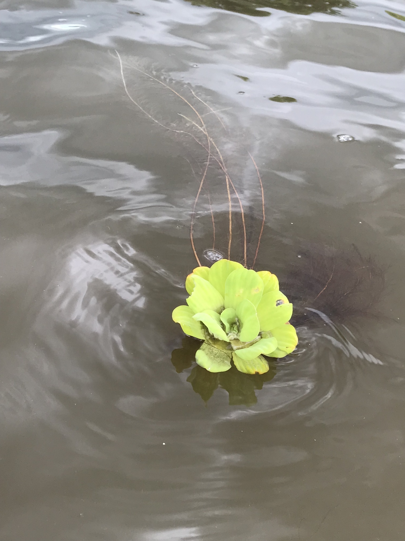 Pistia stratiotes