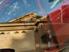 Neoclytus scutellaris