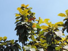 Quercus insignis