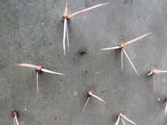 Stictomyia longicornis