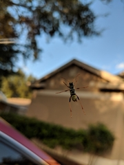 Neoclytus scutellaris