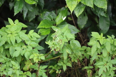 Leptosia nina niobe