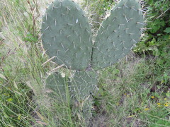 Opuntia streptacantha