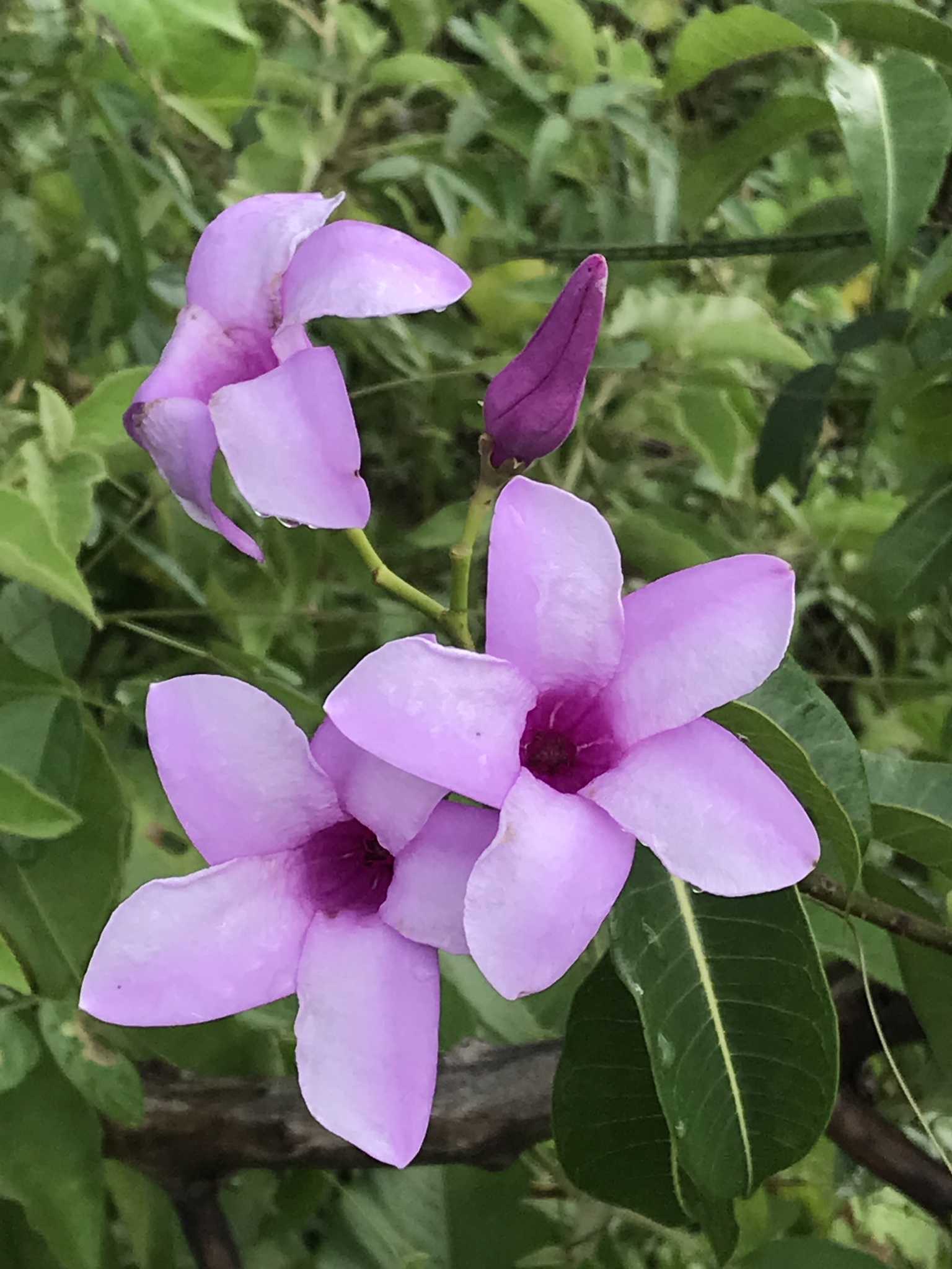 Cryptostegia madagascariensis