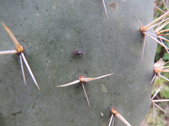 Opuntia streptacantha