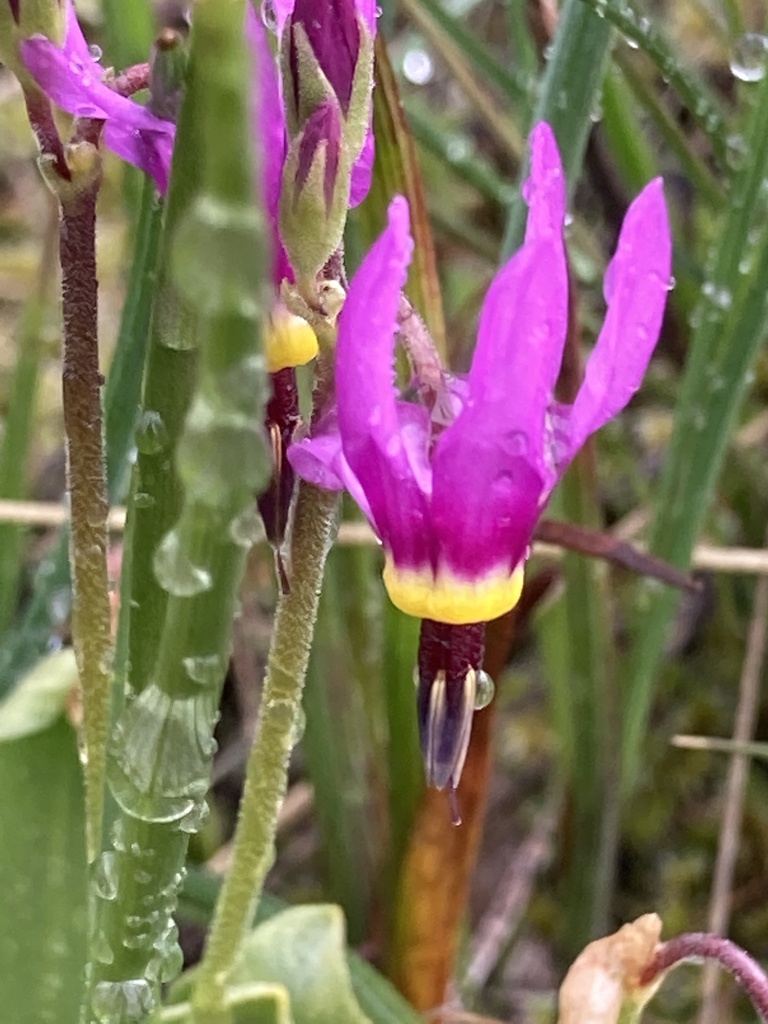 Poet's Shooting Star