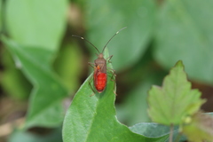 Dasynini