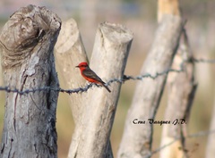 Pyrocephalus rubinus mexicanus