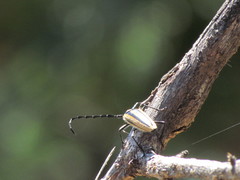 Sphaenothecus trilineatus