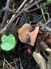 Auricularia angiospermarum