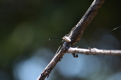 Sphaenothecus trilineatus