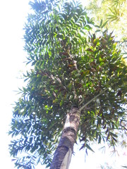 Caryota kiriwongensis