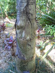 Caryota kiriwongensis