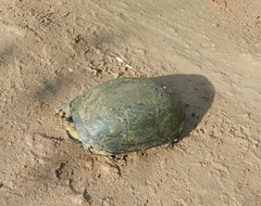 Kinosternon hirtipes murrayi