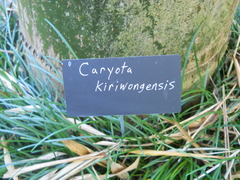 Caryota kiriwongensis