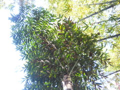 Caryota kiriwongensis