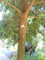 Artocarpus hypargyreus