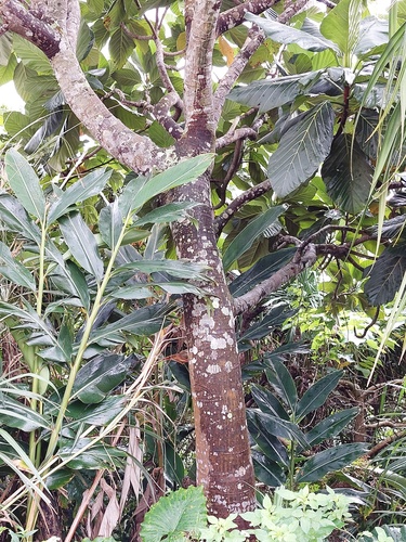 Artocarpus treculianus