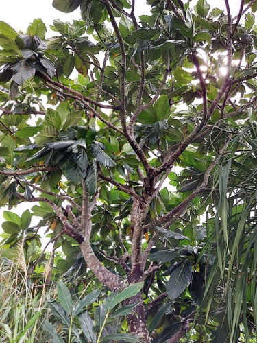 Artocarpus treculianus