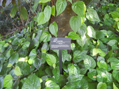 Artocarpus hypargyreus