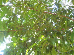 Artocarpus hypargyreus