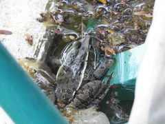 Lithobates neovolcanicus