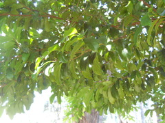 Artocarpus hypargyreus