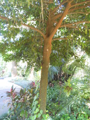 Artocarpus hypargyreus