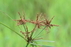 Cyperus imbricatus