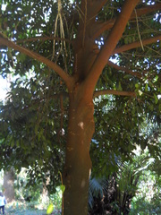 Artocarpus hypargyreus