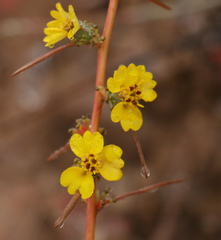 Calycadenia truncata