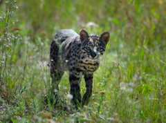 Geoffroy's Cat photo 2