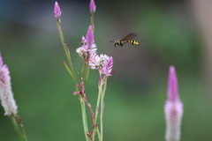 Phimenes flavopictus formosanus