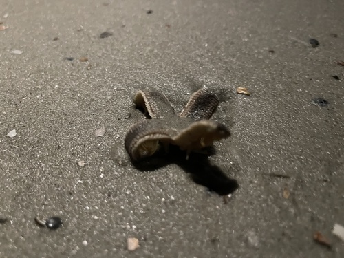 Gray Sea Star photographed in Georgia