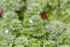 Limnophila trichophylla